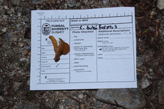 Craterellus tubaeformis