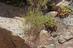 Artemisia inaequifolia