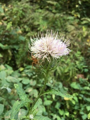 Cirsium
