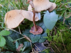 Laccaria laccata