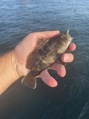 Centropristis striata