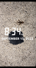 Gryllodes sigillatus