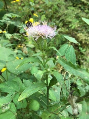 Cirsium