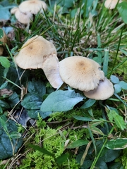 Laccaria laccata