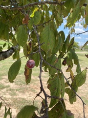 Prunus mexicana
