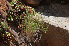 Artemisia inaequifolia