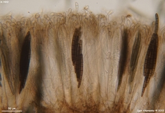 Geoglossum glabrum