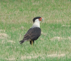 Caracara plancus cheriway