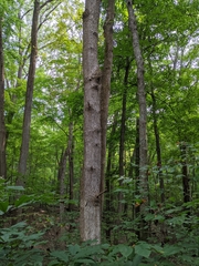 Fraxinus quadrangulata