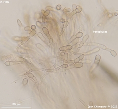 Geoglossum glabrum