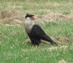 Caracara plancus cheriway