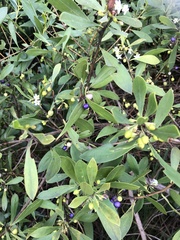 Myoporum