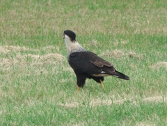 Caracara plancus cheriway