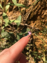 Mosla dianthera