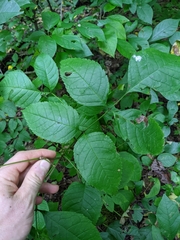 Fraxinus quadrangulata