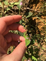 Mosla dianthera