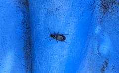 Carabidae