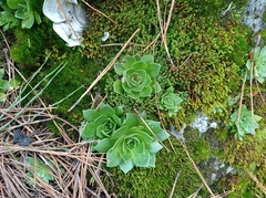 Echeveria