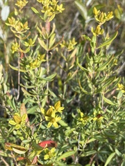 Hypericum kalmianum