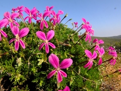 Pelargonium sericifolium