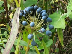 Smilax herbacea