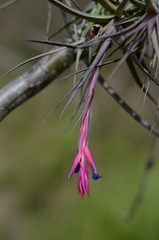Tillandsia aeranthos