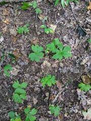 Hydrastis canadensis