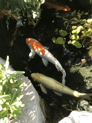 Cyprinus rubrofuscus