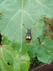 Dendrobias mandibularis