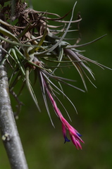 Tillandsia aeranthos