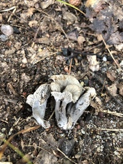 Craterellus cinereus