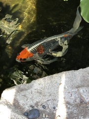 Cyprinus rubrofuscus