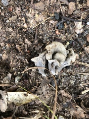 Craterellus cinereus