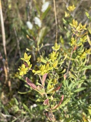 Hypericum kalmianum