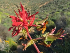 Melianthus pectinatus