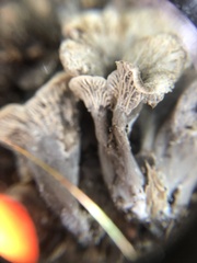 Craterellus cinereus