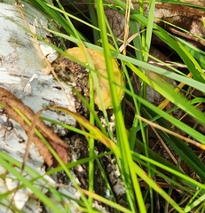 Fomitopsis betulina