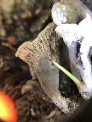 Craterellus cinereus