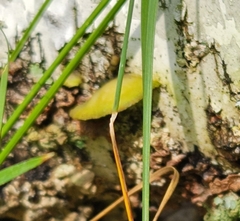 Fomitopsis betulina