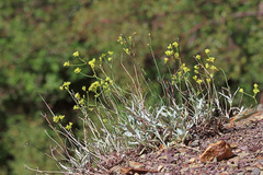 Eriogonum brevicaule brevicaule