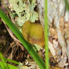 Fomitopsis betulina