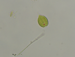 Phacus monilatus