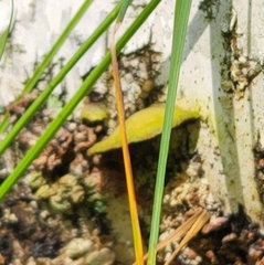 Fomitopsis betulina