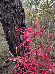 Hakea purpurea