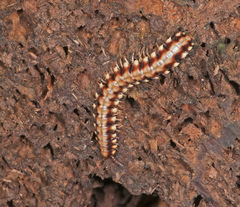 Nyssodesmus python