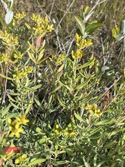 Hypericum kalmianum