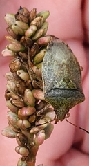 Pentatomidae