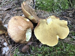 Suillus weaverae