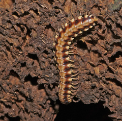 Nyssodesmus python