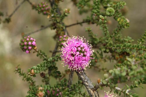 Image of Kunzea recurva by (c) Em Lamond, some rights reserved (CC BY)
